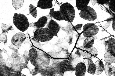 Monochromes Blätterdach