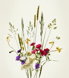 Leuchtender Wiesenblumenstrauß