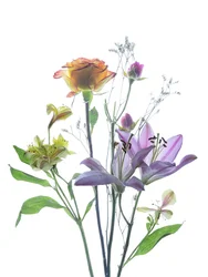 Durchscheinende Blumenschönheit