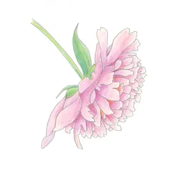 Zarte Rosa Pfingstrose