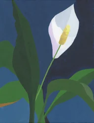Elegante Friedenslilienblüte