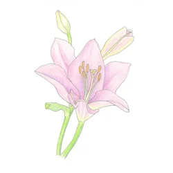 Rosa Lilienblüte