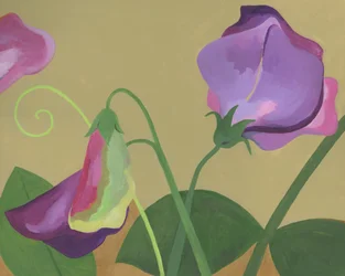 Lila Süße Erbsenblüten