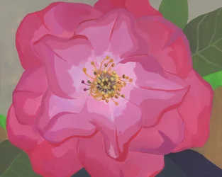Lebendige Rosa Rose