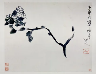 Chrysantheme