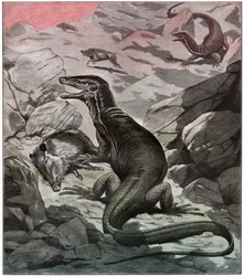 Asiatischer Wasserwaran, ca. 1925