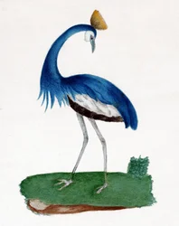 Schopfreiher