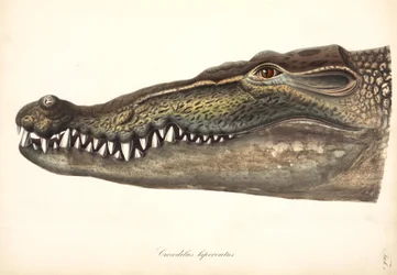Leistenkrokodil, Asien