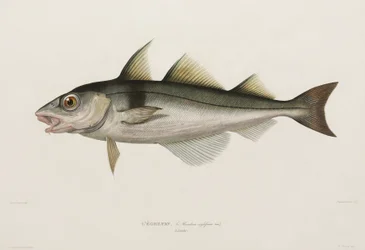 Schellfisch, Island, frühes 19. Jahrhundert