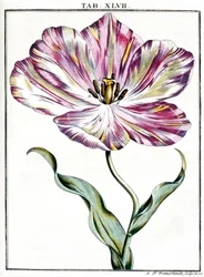 Mikroskopie