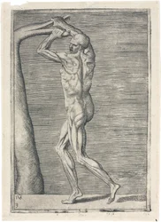 Muskeln Anatomische Studie der männlichen Muskulatur; Mann bricht einen Ast, ca. 1555