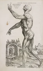 Muskeln Seitenansicht der oberflächlichen Muskeln des männlichen Körpers