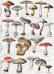 Pilze