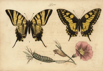 Schwalbenschwanz, Papillo machaon 1,2,3 und Segelfalter, Iphiclides podalirius 4