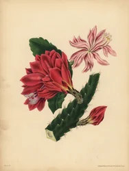 Der schöne Kaktus, Horror