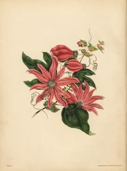 Die traubenförmige Passionsblume, Passiflora racemosa, Religiöser Aberglaube