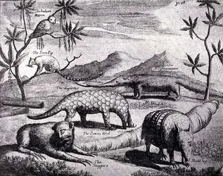 Kreaturen des nördlichen Rio de la Plata, wie von einem frühen Künstler dargestellt, aus Nierhoffs Reisen und Reisen, aus Die Romanze des Rio de la Plata, Bd. I, von W. H. Koebel, 1914