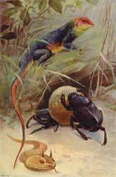 Agame, Hornviper und Heiliger Käfer