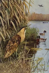 Rohrdommel