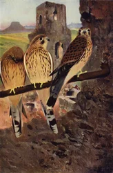 Turmfalke