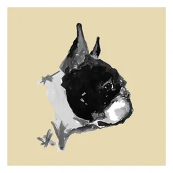 Ausdrucksvolles Boston Terrier Porträt