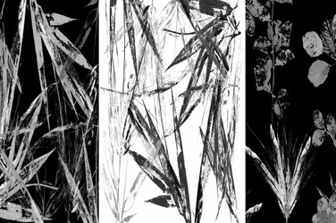 Monochrome botanische Studie