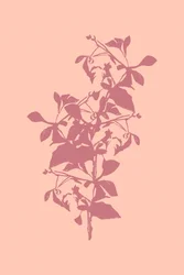 Rosa botanische Silhouette