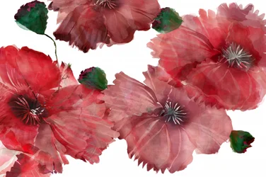 Lebendige rote Mohnblumen
