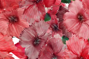 Lebendige rote Mohnblumen