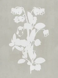 Weiße Botanische Blüten