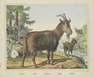 Ziegen