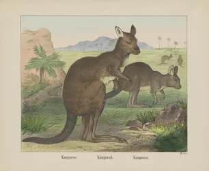 Känguru