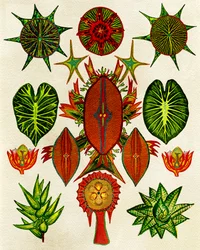 Komplexe Naturillustration