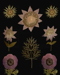 Vintage Gepresste Botanicals