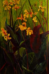 Canna-Lilie, 2017