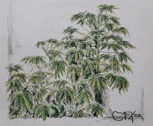 Yuca-Pflanze