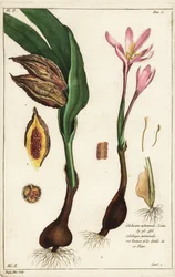 Herbstzeitlose, Colchicum autumnale