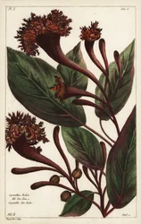 Cornucopian-Strauch, Copianthus indica, Hil