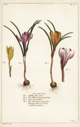 Verschiedene Arten von Frühlingskrokus, Crocus vernus, Linn