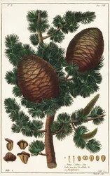 Libanon-Zeder, Cedrus libani