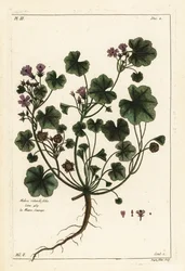 Kleine Malve oder Rundblättrige Malve, Malva pusilla