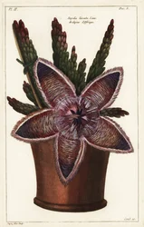 Aasblume, Stapelia hirsuta